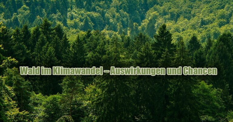 Wald im Klimawandel – Auswirkungen und Chancen