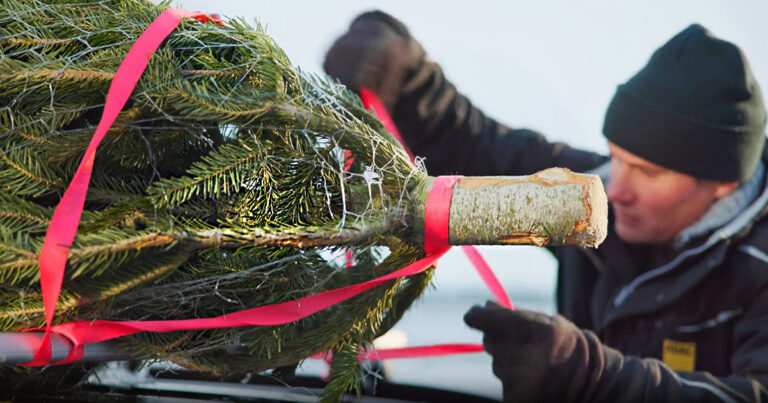 Weihnachtsbaum Transport