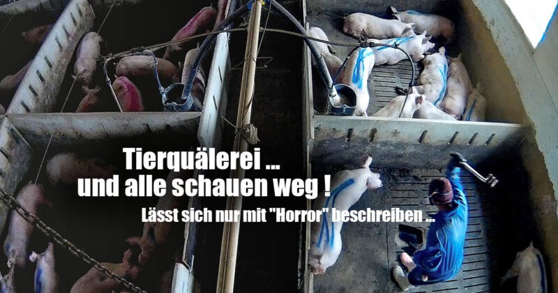 Schockierende Aufnahmen aus Schweinemast